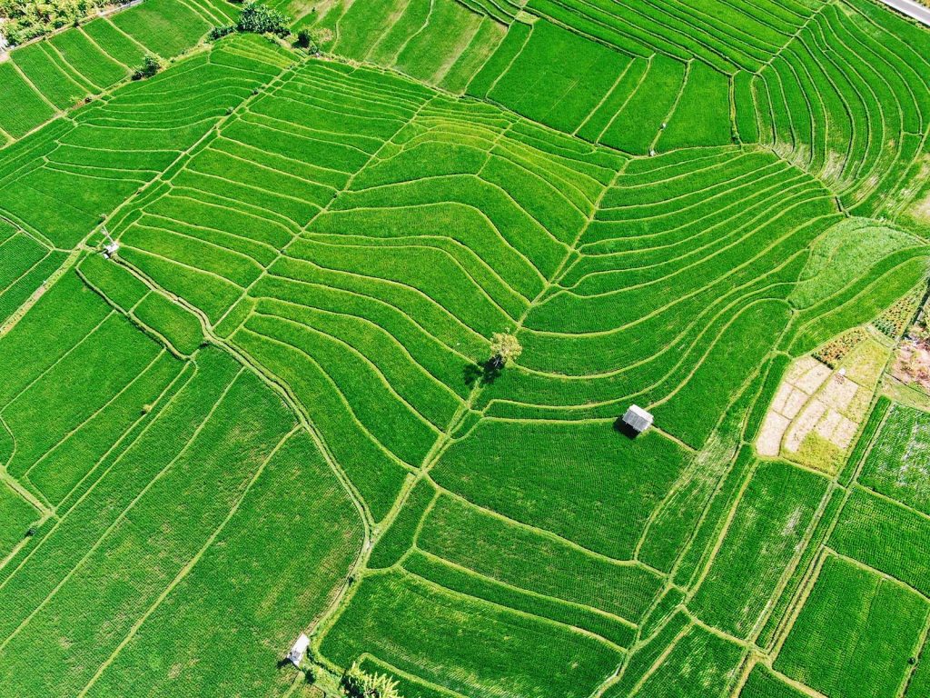 De rijstvelden bij Canggu op Bali