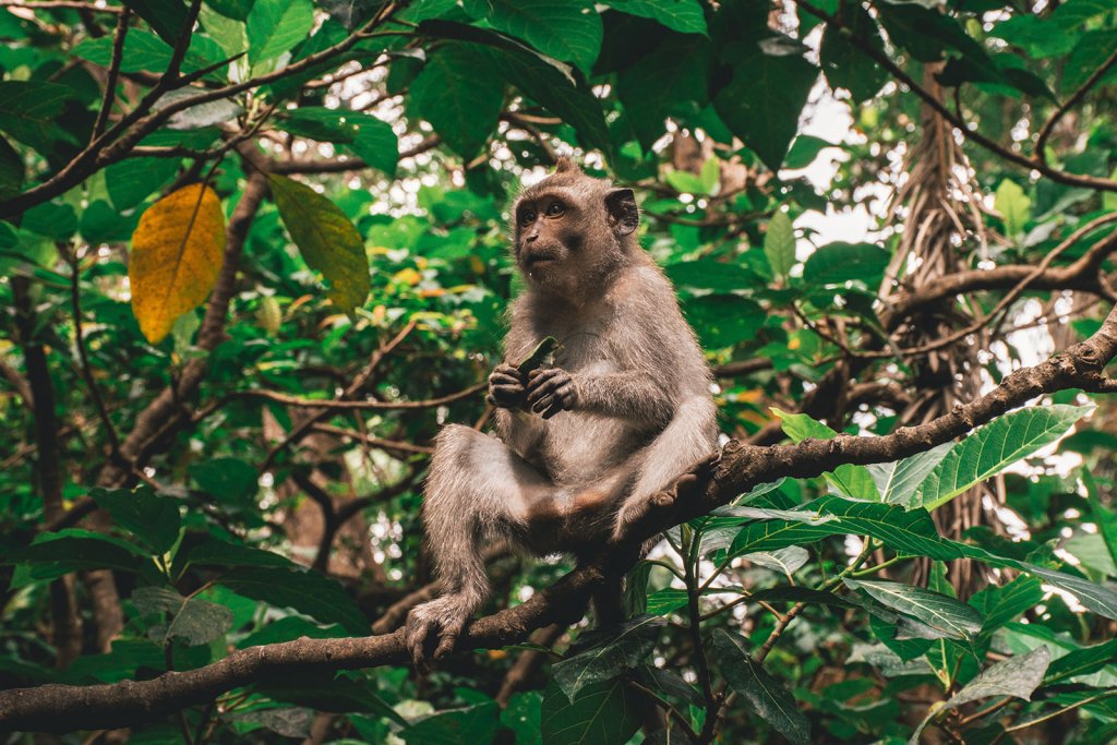 Bali monkey forest - apen