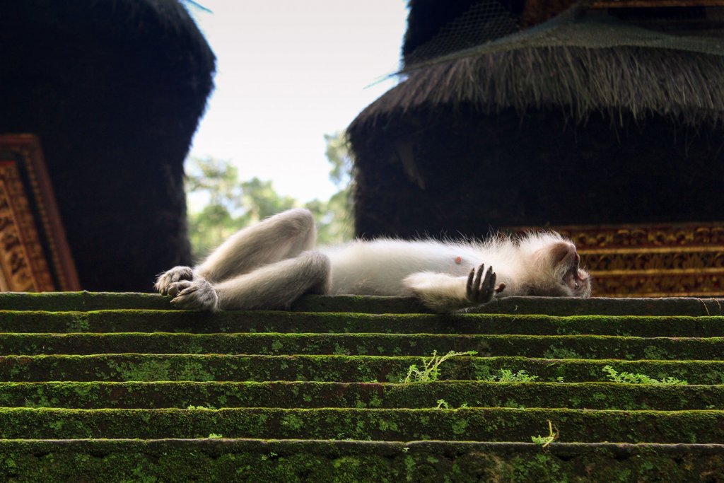 Bali monkey forest - apen