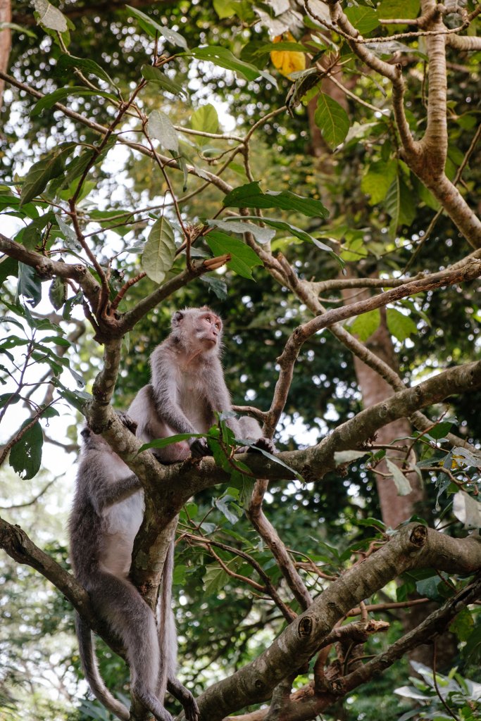 Bali monkey forest - apen