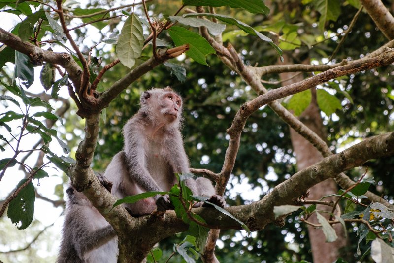 Ontdek het monkey forest in Ubud