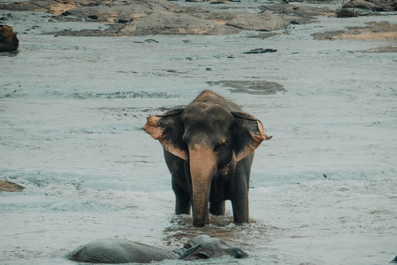 Sri Lanka national parks - Hier spot jij olifanten, luipaarden en vogels