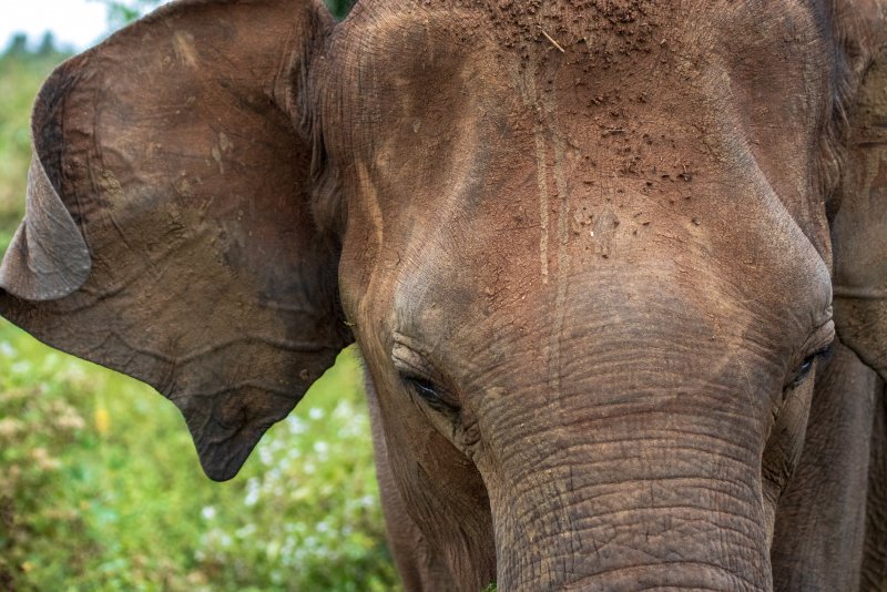 Olifanten zien in Sri Lanka (olifanten weeshuizen, nationale parken en festivals)