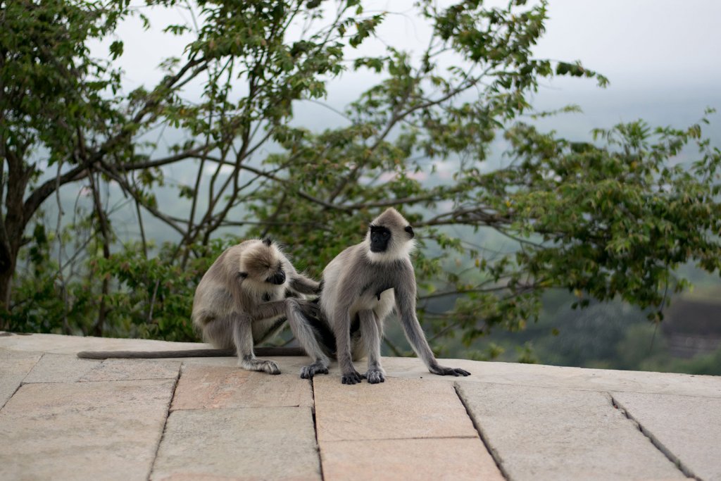 Apen in Sri Lanka