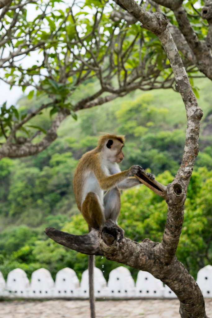 Apen in Sri Lanka