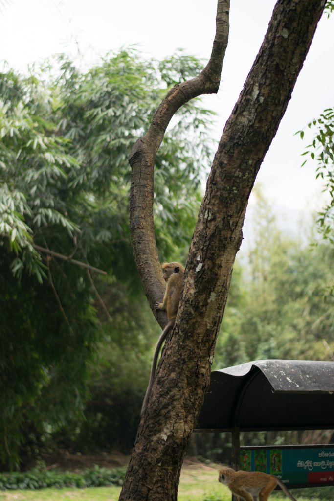 Apen in Sri Lanka