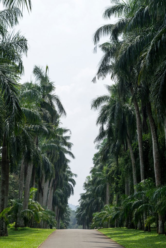 Peradeniya Botanische