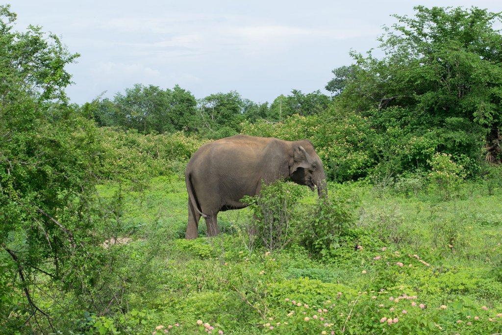 Olifanten spotten tijdens je reisroute voor Sri Lanka