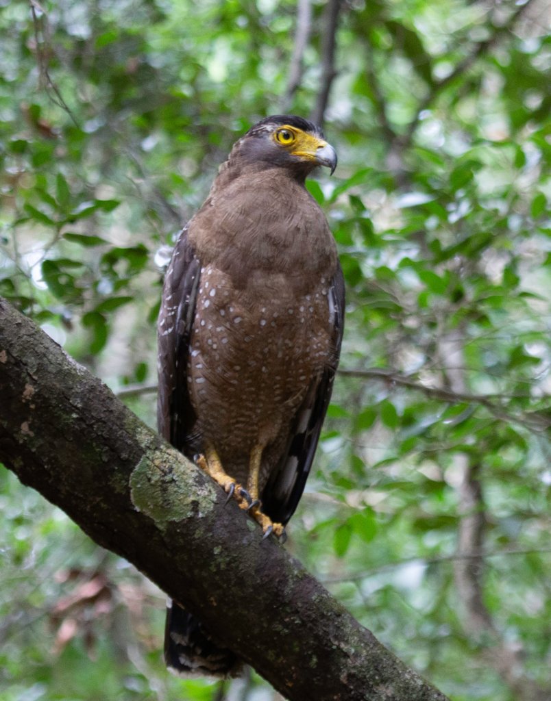 Sri Lanka Wildpatu