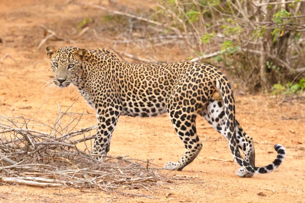 luipaard In Sri Lanka