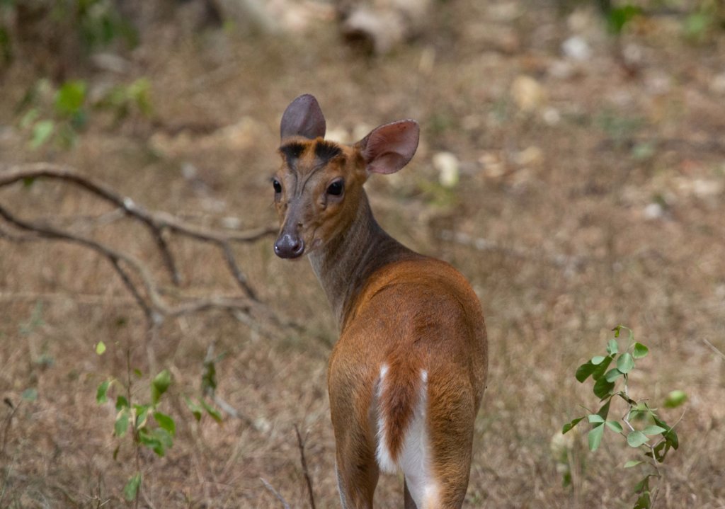 herten in National parken in Sri Lanka