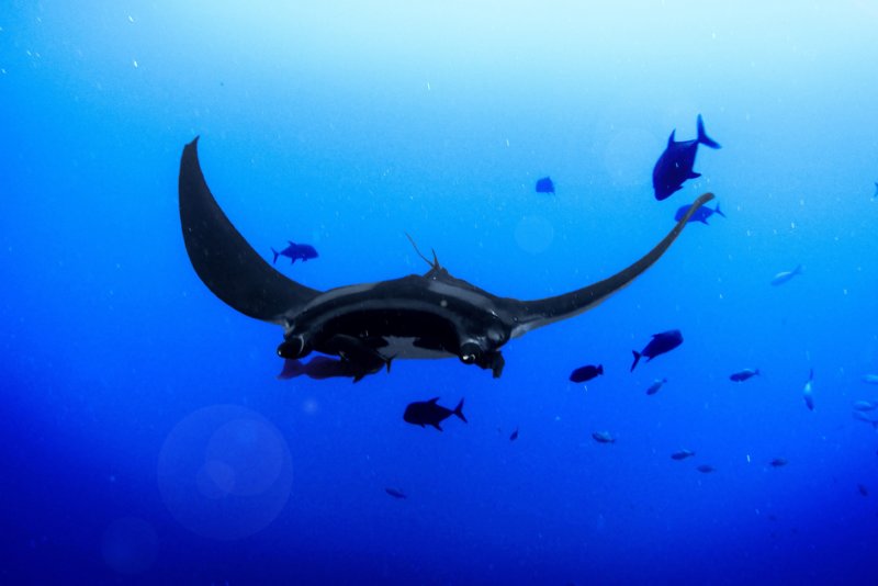 Nusa Lembongan snorkelen: jouw kans om een manta rog te spotten
