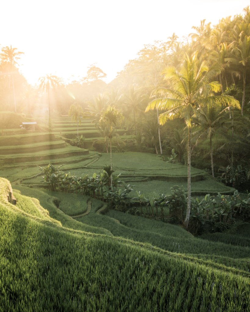 De rijstvelden van Ubud