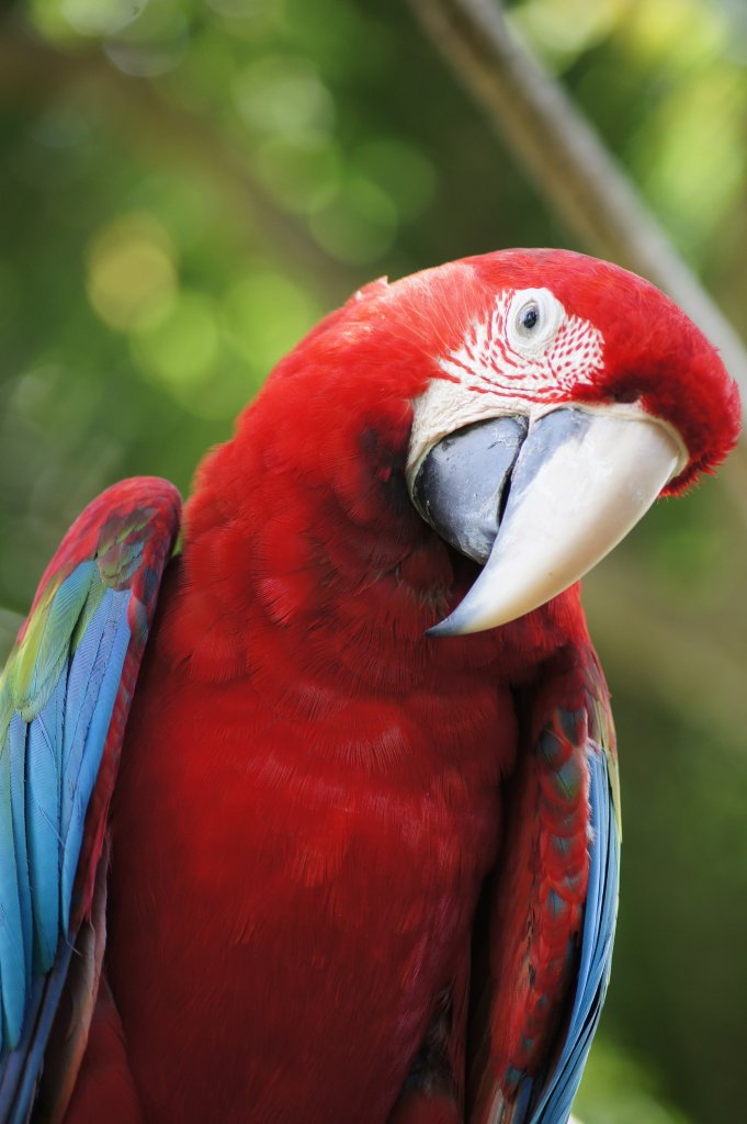 Bali bird park