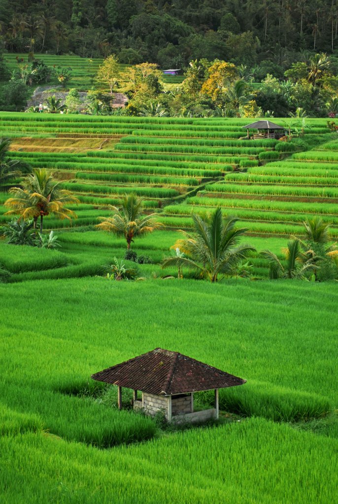 rijstvelden Bali