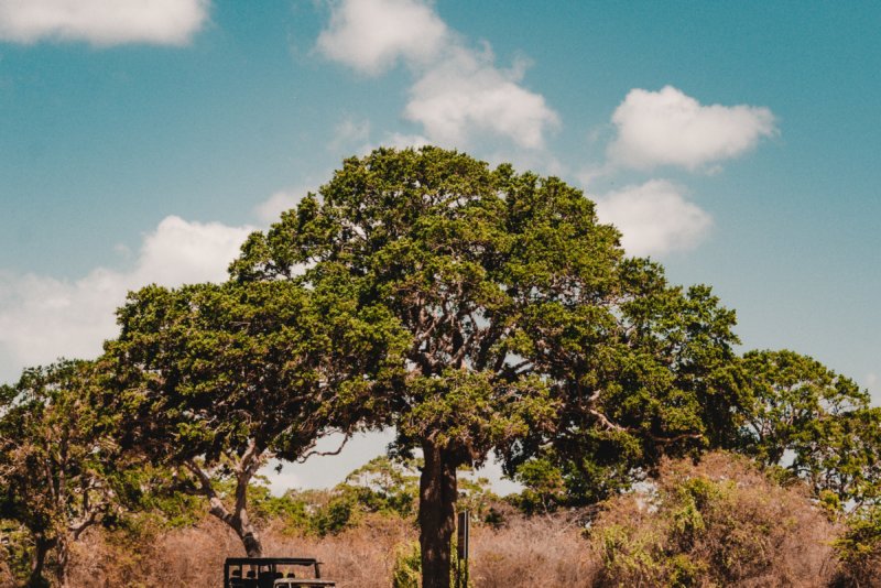 Op Jeepsafari in Yala National Park | Spot olifanten, luipaarden & vogels