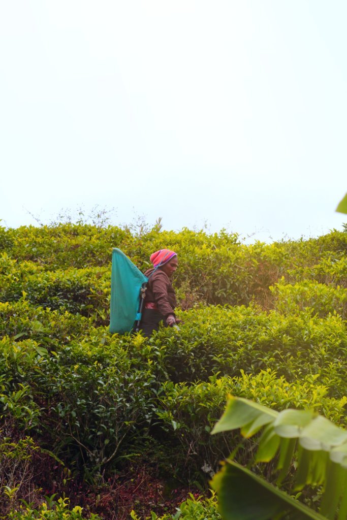 Theevelden van Nuwara Eliya