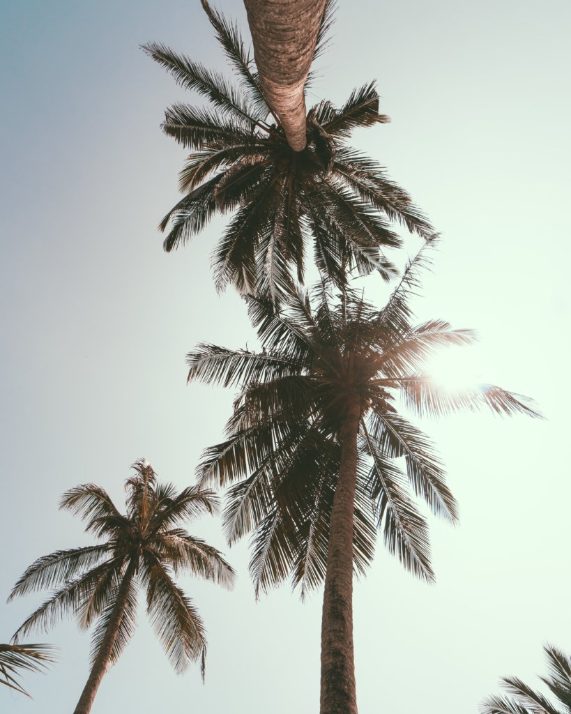 Palmbomen van Hikkaduwa