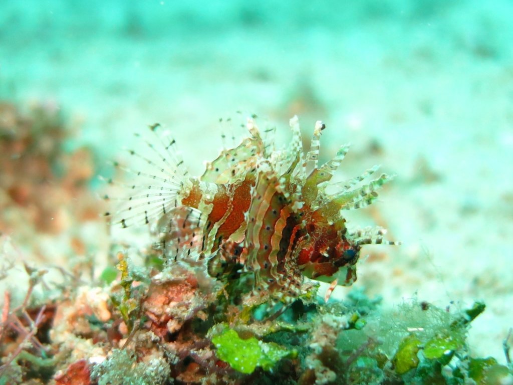 Lionfish - snorkelen in Thailand