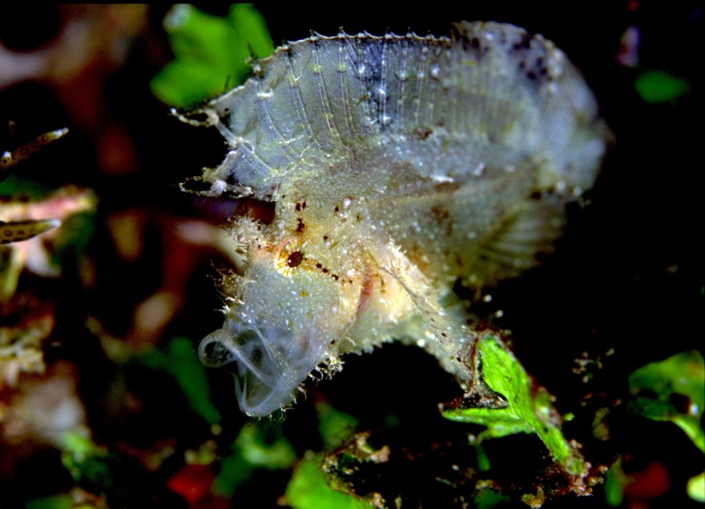 Snorkelen in Thailand - Scorpion Leaf